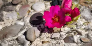 A resilient, fuschia colored desert flower blooming in the rocky sandy soil