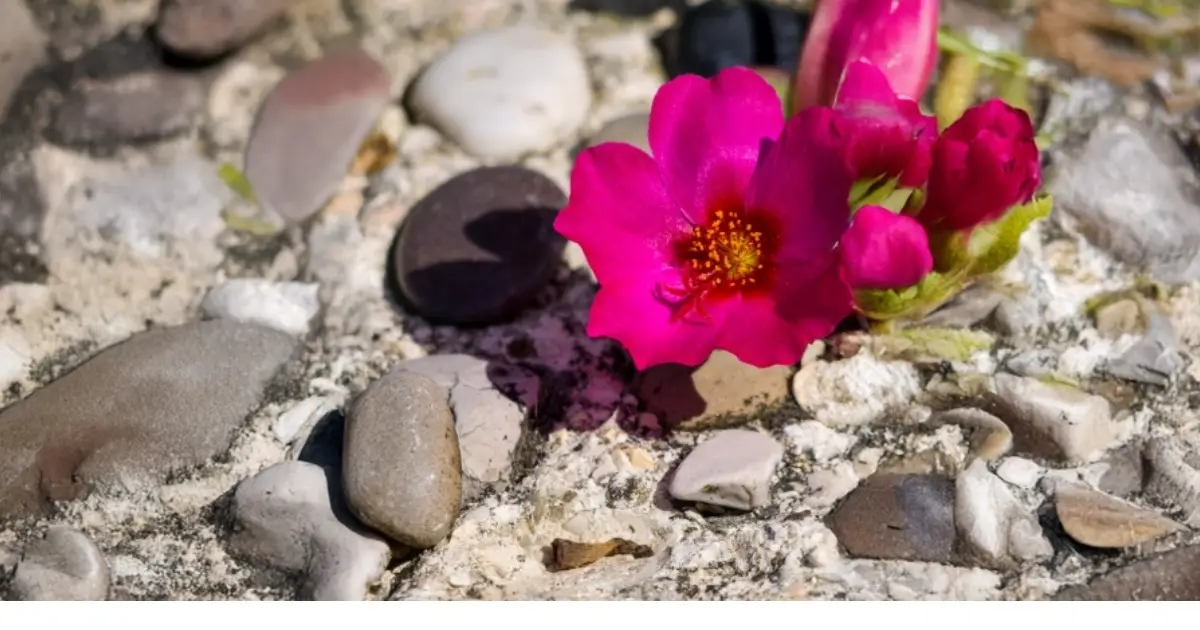 A resilient, fuschia colored desert flower blooming in the rocky sandy soil